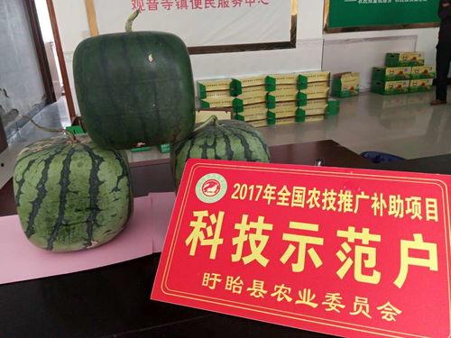 吃瓜续集佛佛,揭秘娱乐圈背后的秘密风云