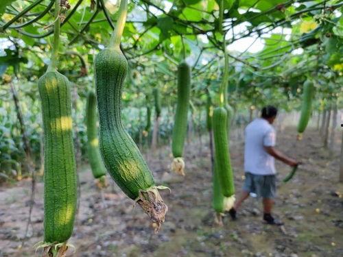 宁波立秋吃瓜,传统习俗中的甜蜜滋味