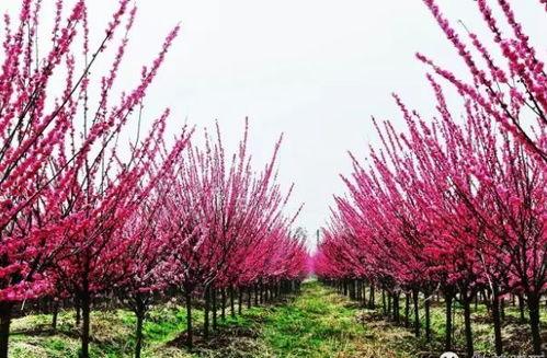 藤萝青山还是吃瓜亭,探寻隐秘山林中的世外桃源