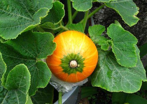 八棱瓜哺乳期可以吃吗