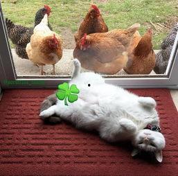 吃瓜大胖猫,揭秘网络红猫的美食生活与搞笑日常