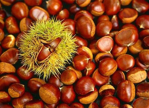 板栗瓜宝宝经常吃行吗