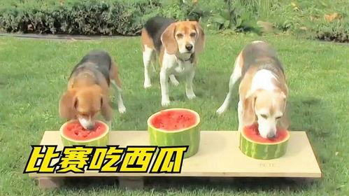 动物吃瓜比赛,吃瓜比赛欢乐多