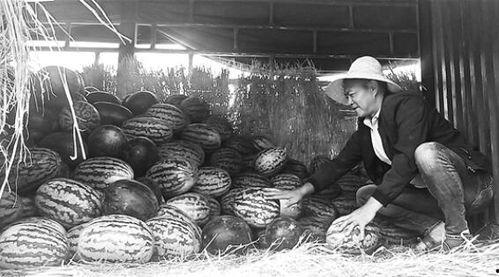 阳谷吃瓜群众,揭秘民间热点背后的故事