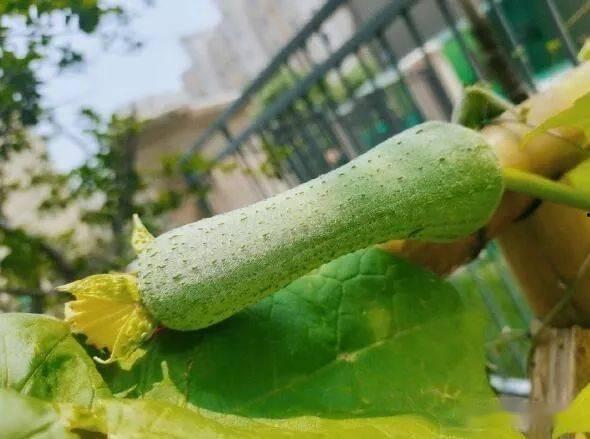 大e吃瓜,揭秘娱乐圈幕后故事