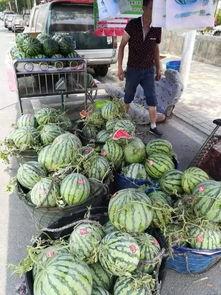 临夏饭店吃瓜事件,一场引发热议的餐饮冲突风波