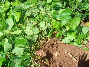 用土瓜种的瓜可以吃吗,安全可食用之谜