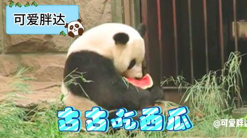 熊猫直播吃瓜,吃瓜群众的新宠，揭秘网红直播背后的故事
