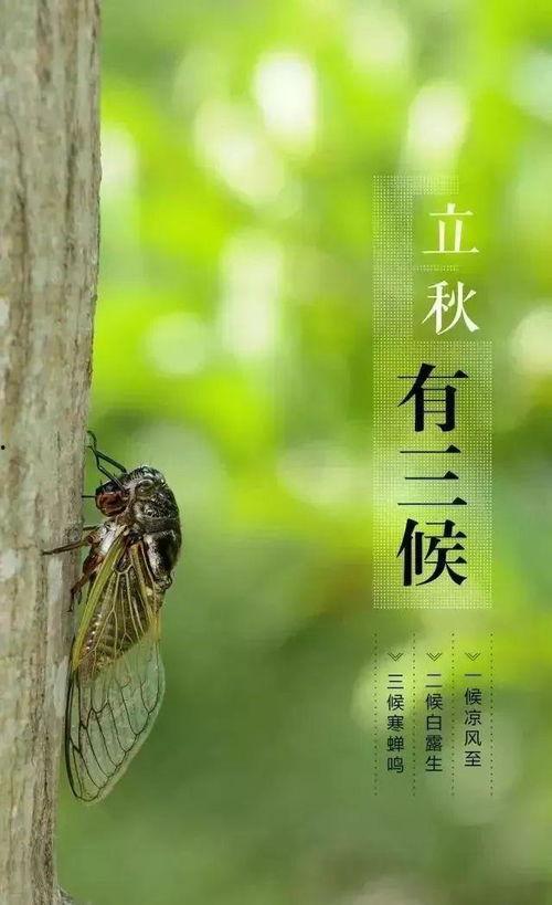 立秋吃瓜的说说,传统习俗中的美食文化探寻