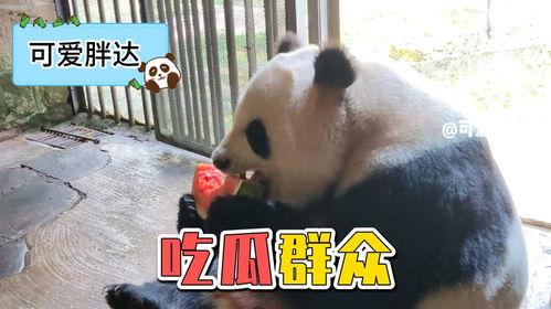 吃瓜的panda,吃瓜熊猫的趣味生活揭秘