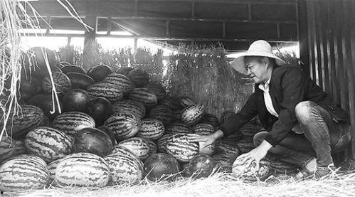 沂南吃瓜群众事件