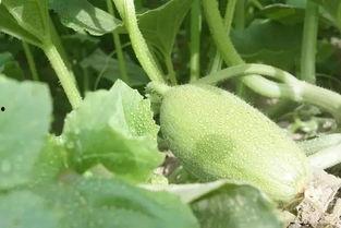 新疆网红吃瓜视频