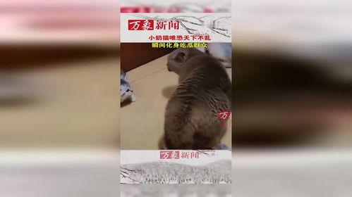 大猫吃瓜群众,大猫视角下的吃瓜群众众生相