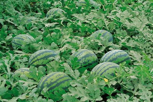 魏县的吃瓜,吃瓜也能吃出文化味