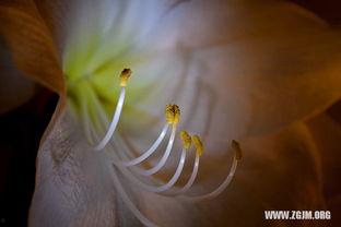 梦见上天摘瓜吃,上天摘瓜，品味奇幻滋味