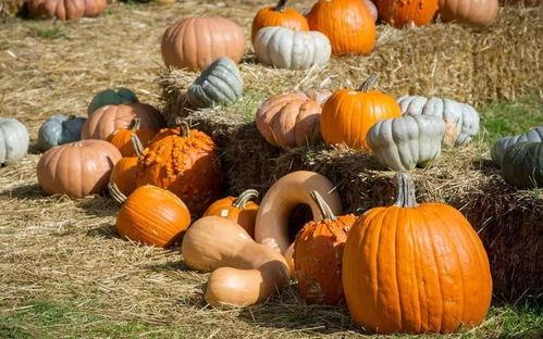 青海回民阿娘吃瓜,传统美食的传承与创新