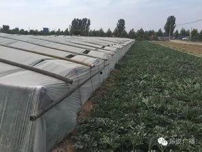 郑州中牟吃瓜事件,一场网络热议背后的真相与反思