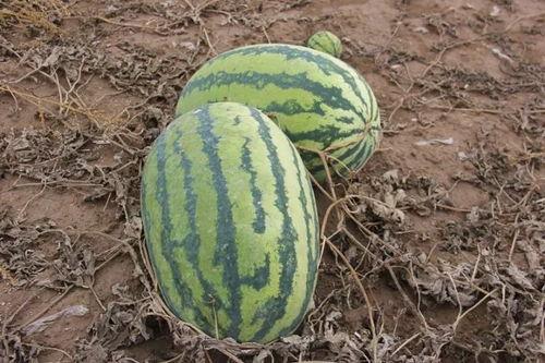 索镇吃瓜,揭秘乡村生活百态