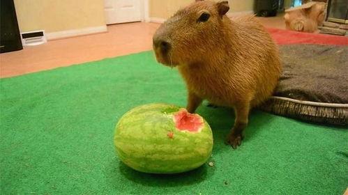 水豚吃瓜速度,揭秘水豚惊人的吃瓜速度